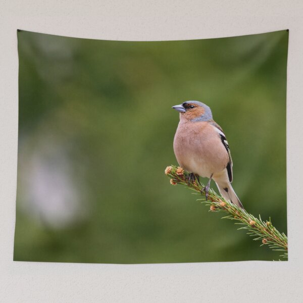 Item preview, On the top. Eurasian chaffinch designed and sold by Jouko Lehto Photography.