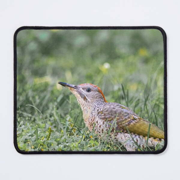 Item preview, Iberian green woodpecker designed and sold by XaviFotografia.