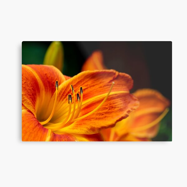 Stamens Metal Print