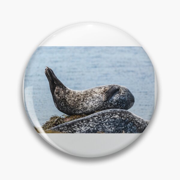 Item preview, Seal in Iceland designed and sold by XaviFotografia.