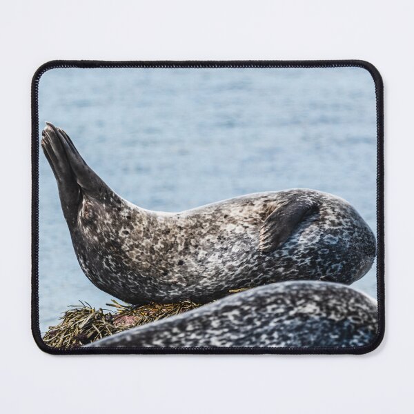 Item preview, Seal in Iceland designed and sold by XaviFotografia.