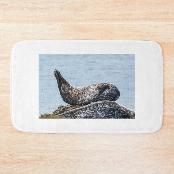 Item preview, Seal in Iceland designed and sold by XaviFotografia.