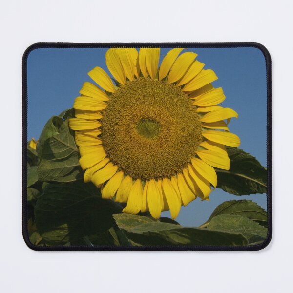 Item preview, "Sunflower in the field" - Photo designed and sold by JerzyCzechon.