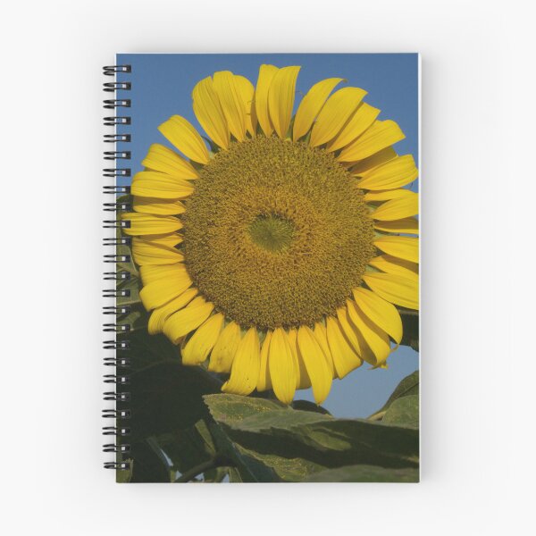Item preview, "Sunflower in the field" - Photo designed and sold by JerzyCzechon.