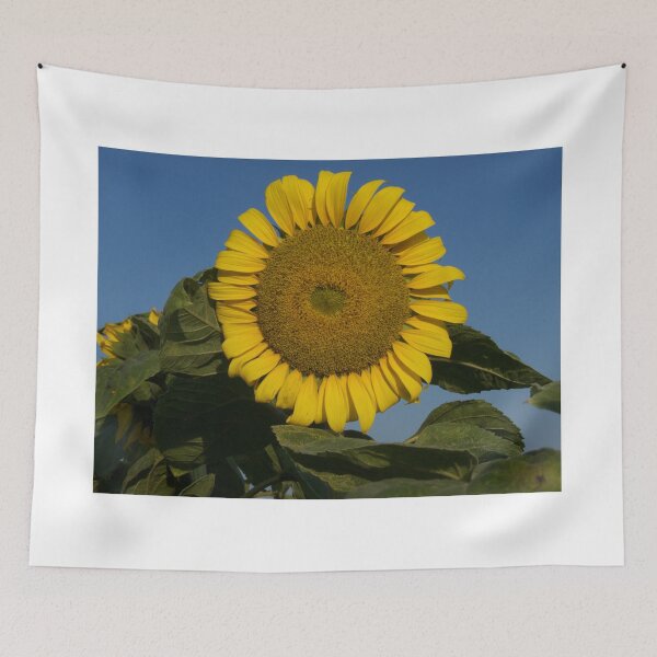 Item preview, "Sunflower in the field" - Photo designed and sold by JerzyCzechon.