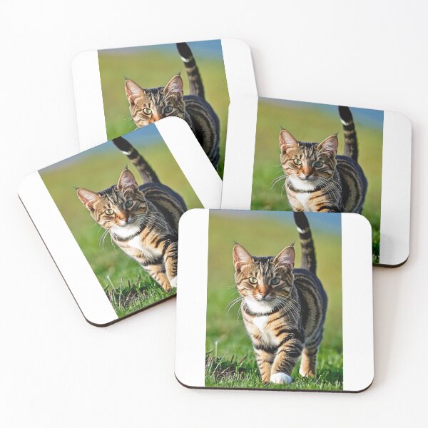 Item preview, Animals - Tabby Cat with a Captivating Gaze, Outdoor Portrait designed and sold by DoodyPets.