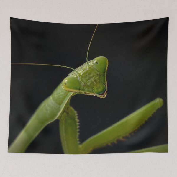 Item preview, Curious Mantis designed and sold by Kimberly Palmer.