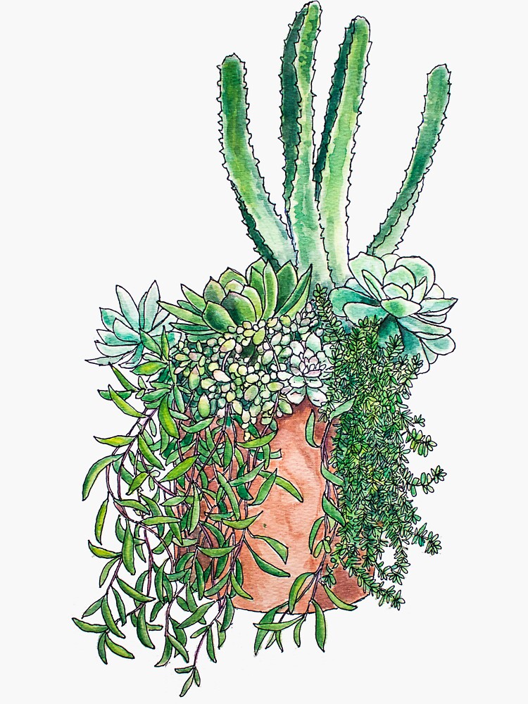 Succulent Arrangement by katetortland