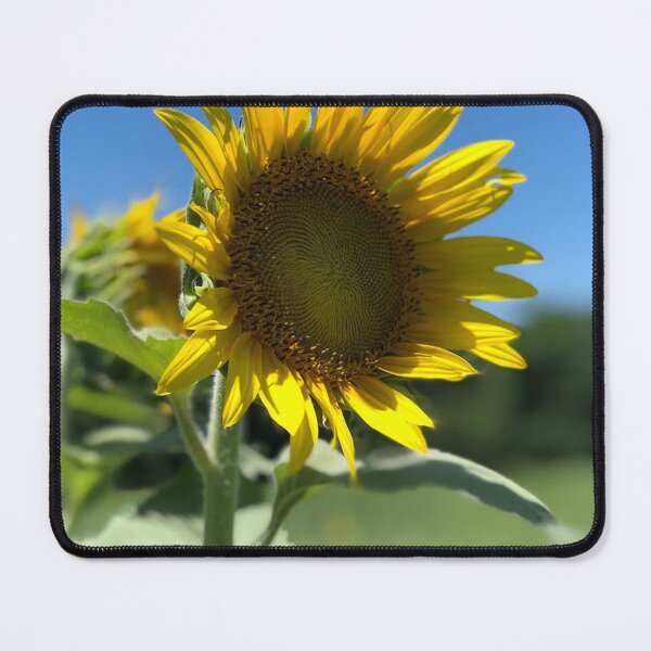 Item preview, Sunflower field, REAL photograph designed and sold by GiSilver.