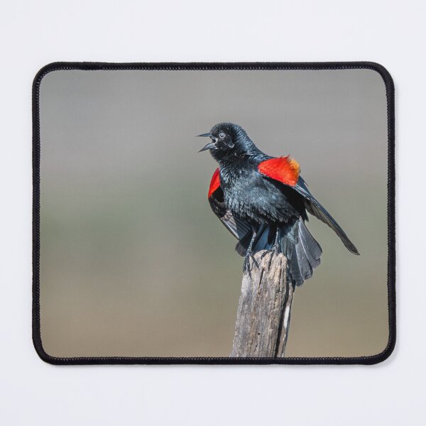 Item preview, Red-winged Blackbird Calling Across the Wetlands designed and sold by Debra Martz.
