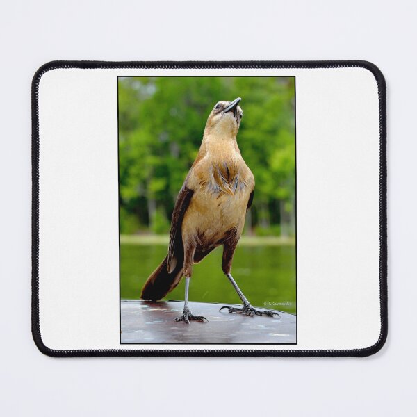 Item preview, Boat-tailed Grackle, Female, Quiscalus Major designed and sold by AMacGPhilly.