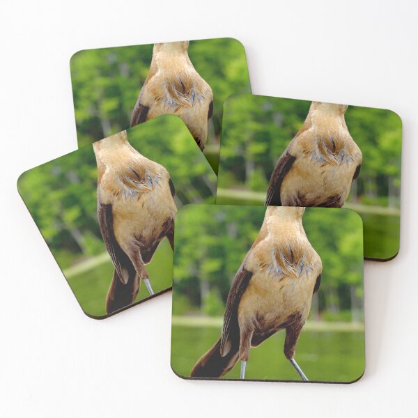 Item preview, Boat-tailed Grackle, Female, Quiscalus Major designed and sold by AMacGPhilly.
