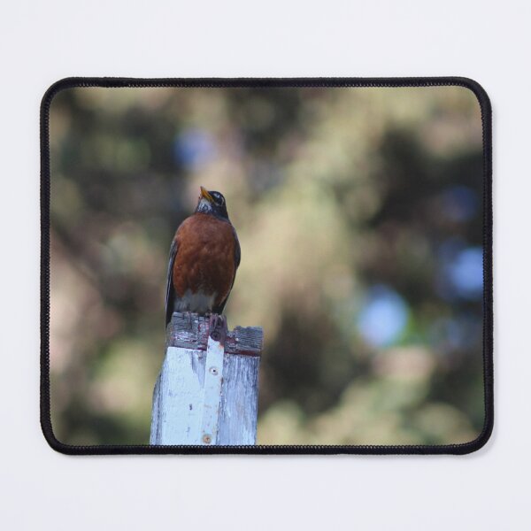 Item preview, American Robin on Post designed and sold by Nyx190Photos.