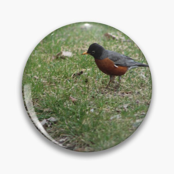 Item preview, American Robin in the Spring designed and sold by Nyx190Photos.