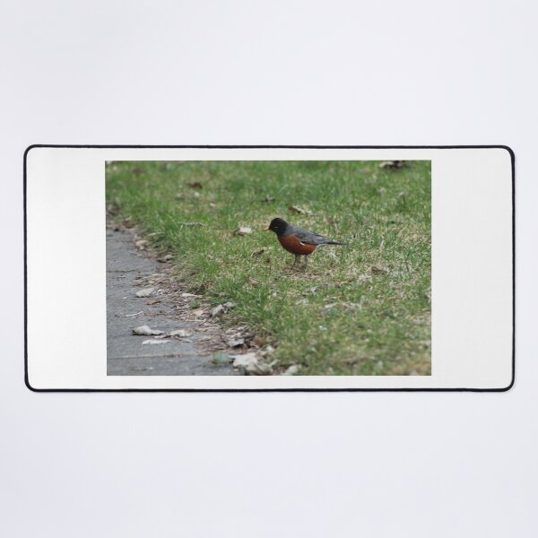 Item preview, American Robin in the Spring designed and sold by Nyx190Photos.