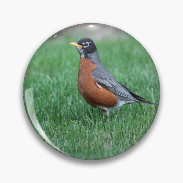 Item preview, American Robin Summer designed and sold by Nyx190Photos.