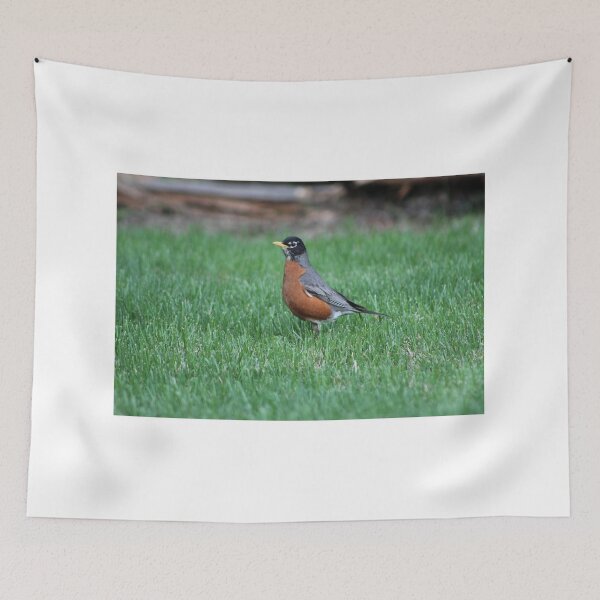 Item preview, American Robin Summer designed and sold by Nyx190Photos.
