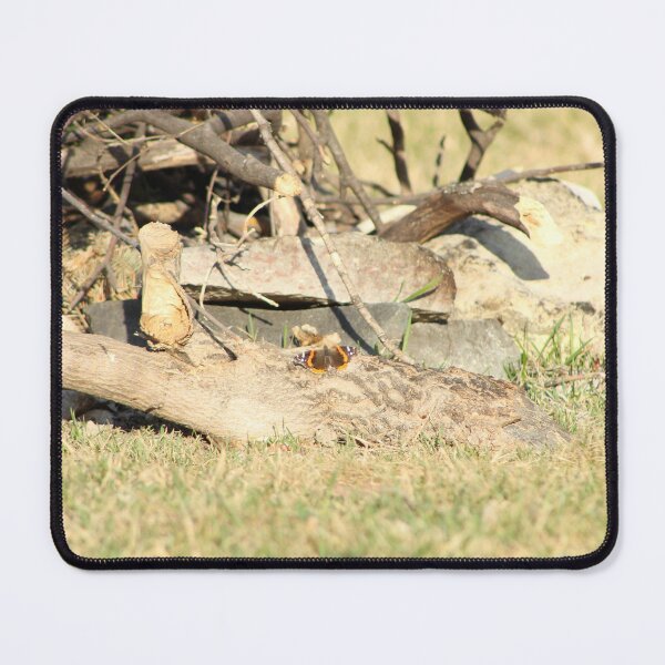 Item preview, Red Admiral designed and sold by Nyx190Photos.