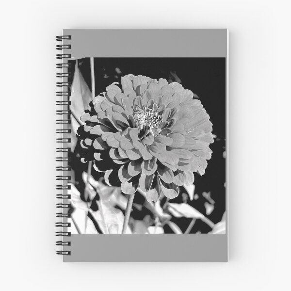 Aperçu de l'œuvre Fleur de zinnia noire et blanche créée et vendue par Digital50.
