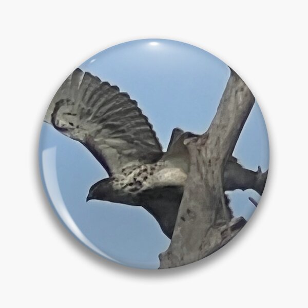 Item preview, Cooper's Hawk Taking Flight designed and sold by Digital50.