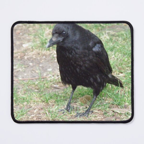 Item preview, Crafty Crow Photograph designed and sold by naturegallery.