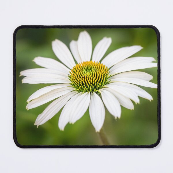 Item preview, White Echinacea — Perfect Symmetry in Bloom designed and sold by Rabee Khalil Photography.