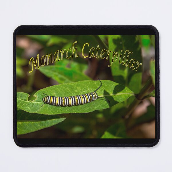 Item preview, Monarch Caterpillar designed and sold by CarolM.