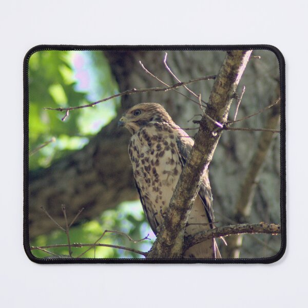 Item preview, Juvenile Red Shoulder Hawk in the Late Afternoon designed and sold by gistinker.