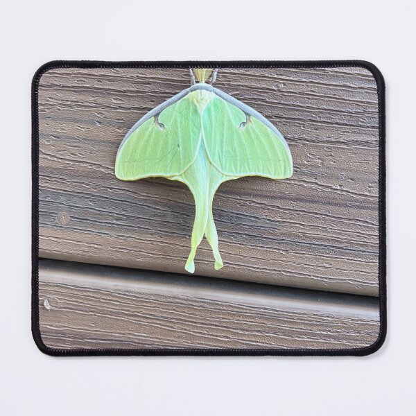 Item preview, Green Luna moth designed and sold by MAX3ASARTISTRY.