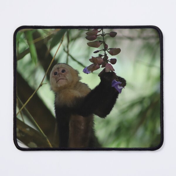 Item preview, Costa Rican Capuchin with Flower designed and sold by lbmaddox.