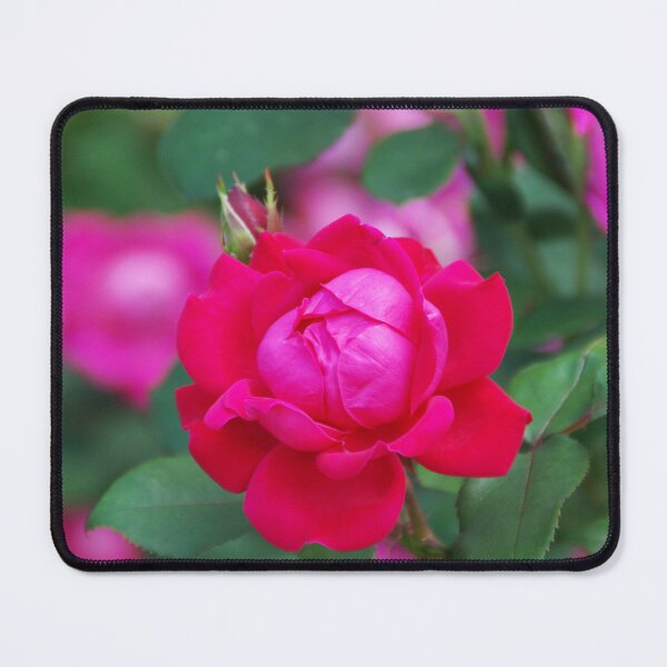 Item preview, Rose designed and sold by GDPhotowerks.