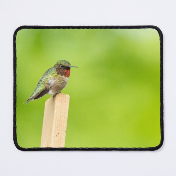 Item preview, Ruby-Throated hummingbird - Archilochus colubris designed and sold by Roxane Bay.