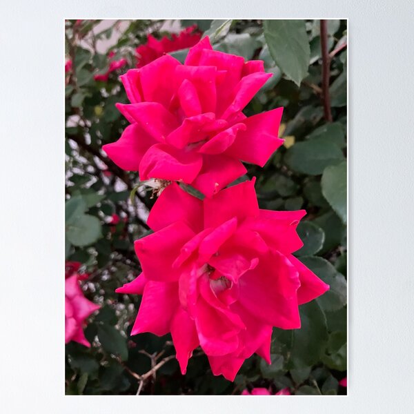 Item preview, Twin Red Roses  designed and sold by Amanda1775.
