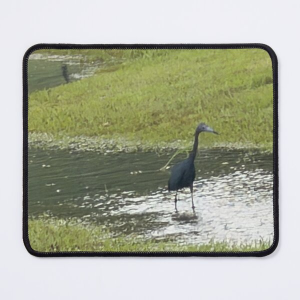 Item preview, Elegant Little Blue Heron Along the Shoreline. designed and sold by Pearls1.