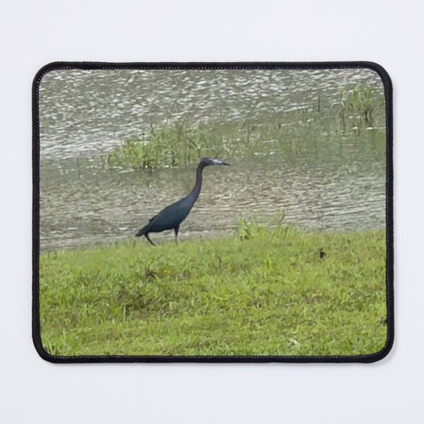 Item preview, Little Blue Heron Hunting in Coastal Waters. designed and sold by Pearls1.