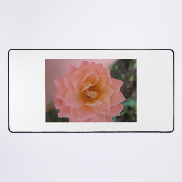 Item preview, Salmon rose. Beautiful and romantic, a poetic love rose flower. Peach Roses designed and sold by TaynaraVieira.