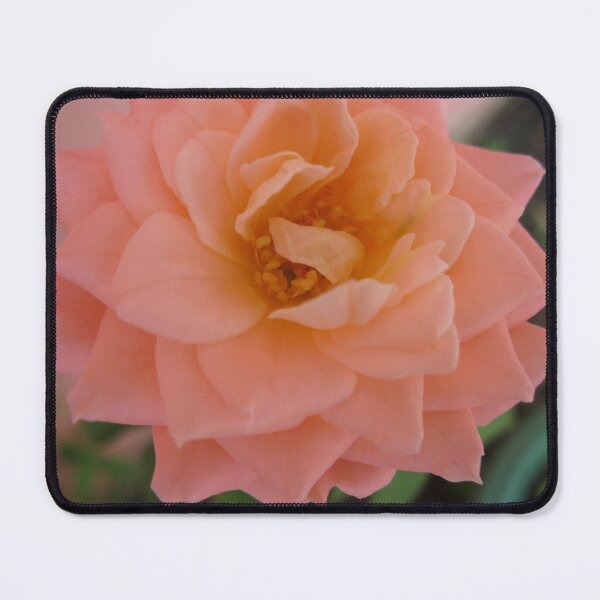 Item preview, Salmon rose. Beautiful and romantic, a poetic love rose flower. Peach Roses designed and sold by TaynaraVieira.