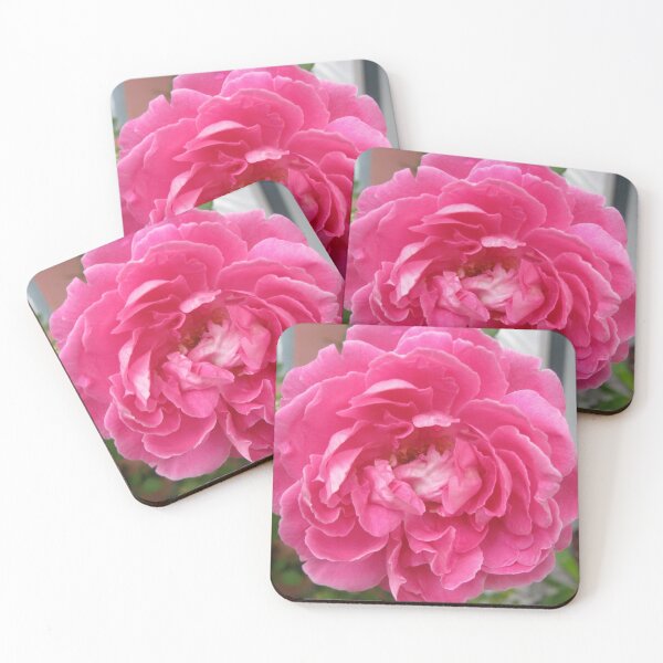 Item preview, Fotografía de hermosas rosas rosadas: Rosa damascena (Rosa Damascena) para una relación romántica. designed and sold by TaynaraVieira.