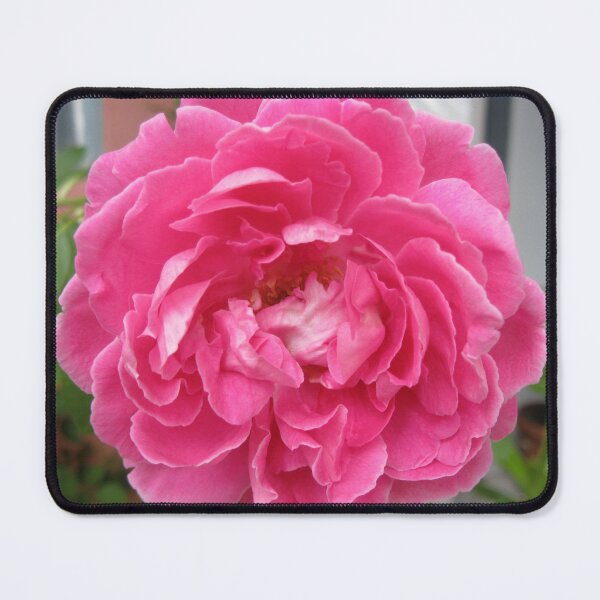 Item preview, Beautiful Pink Roses Photography: Romantic Love Damask Rose Flower (Rosa Damascena) designed and sold by TaynaraVieira.