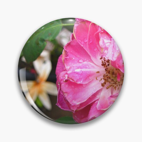 Item preview, Beautiful Pink Roses Photography: Romantic Love Damask Rose Flower (Rosa Damascena) designed and sold by TaynaraVieira.