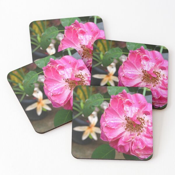 Item preview, Beautiful Pink Roses Photography: Romantic Love Damask Rose Flower (Rosa Damascena) designed and sold by TaynaraVieira.