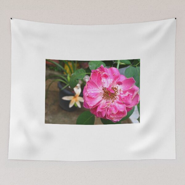Item preview, Beautiful Pink Roses Photography: Romantic Love Damask Rose Flower (Rosa Damascena) designed and sold by TaynaraVieira.
