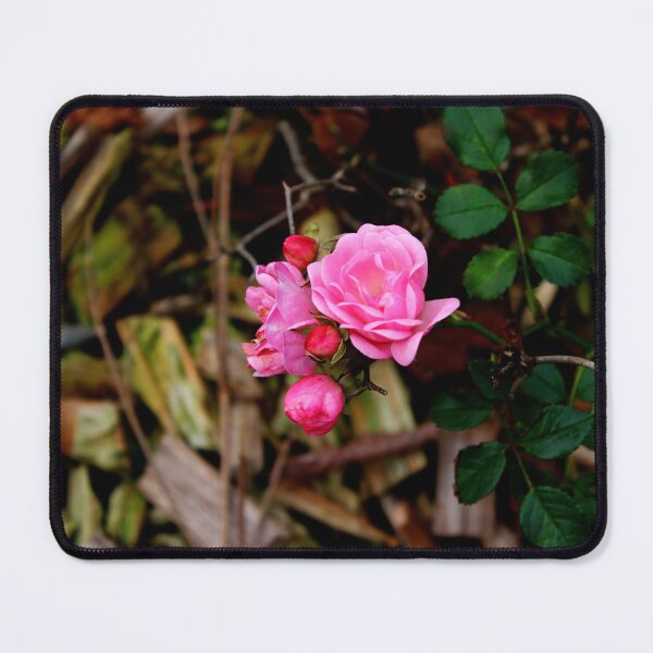Item preview, Beautiful Pink Roses Photography: Romantic Love Rose Flower designed and sold by TaynaraVieira.