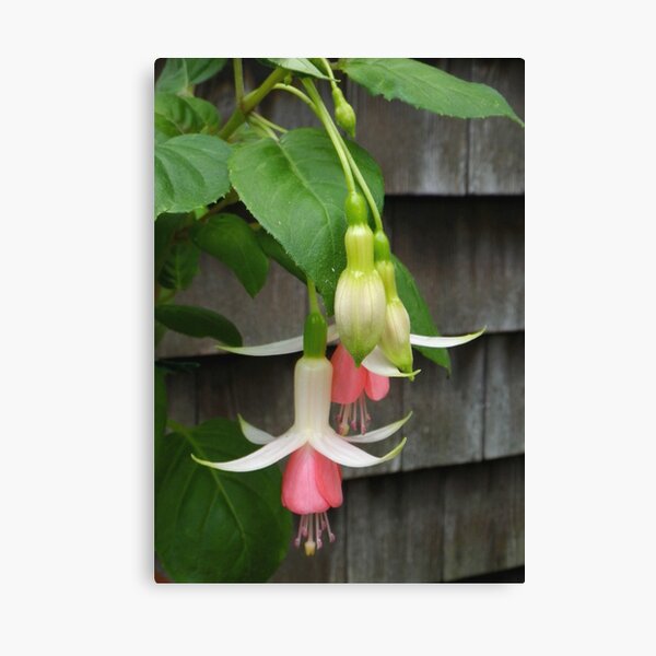 Ladies' Eardrops Canvas Print