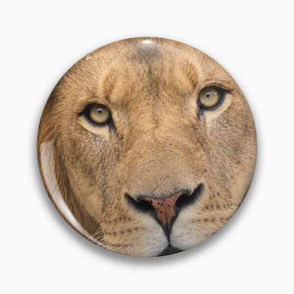 Item preview, A CAPTIVE LION designed and sold by trevorp.