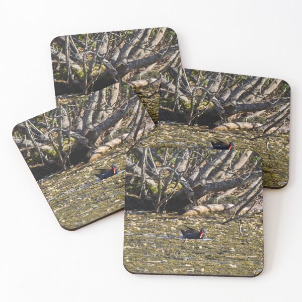 Item preview, In the pond. Eurasian Moorhen Spring 2026 designed and sold by Jouko Lehto Photography.