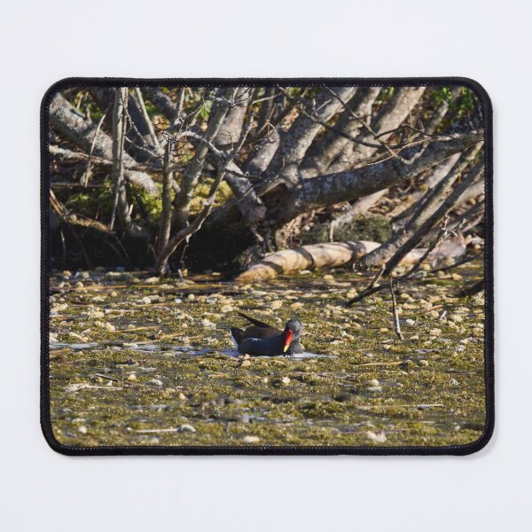 Item preview, In the pond. Eurasian Moorhen Spring 2026 designed and sold by Jouko Lehto Photography.