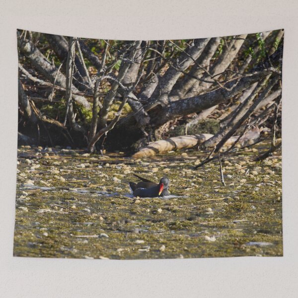 Item preview, In the pond. Eurasian Moorhen Spring 2026 designed and sold by Jouko Lehto Photography.