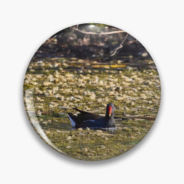 Item preview, Dropped flowers. Eurasian Moorhen Spring 2026 designed and sold by Jouko Lehto Photography.