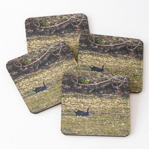 Item preview, Dropped flowers. Eurasian Moorhen Spring 2026 designed and sold by Jouko Lehto Photography.